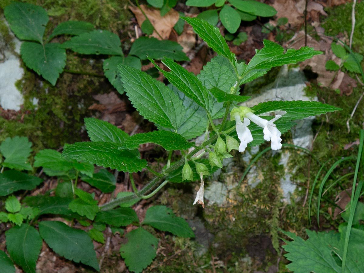 Habitus